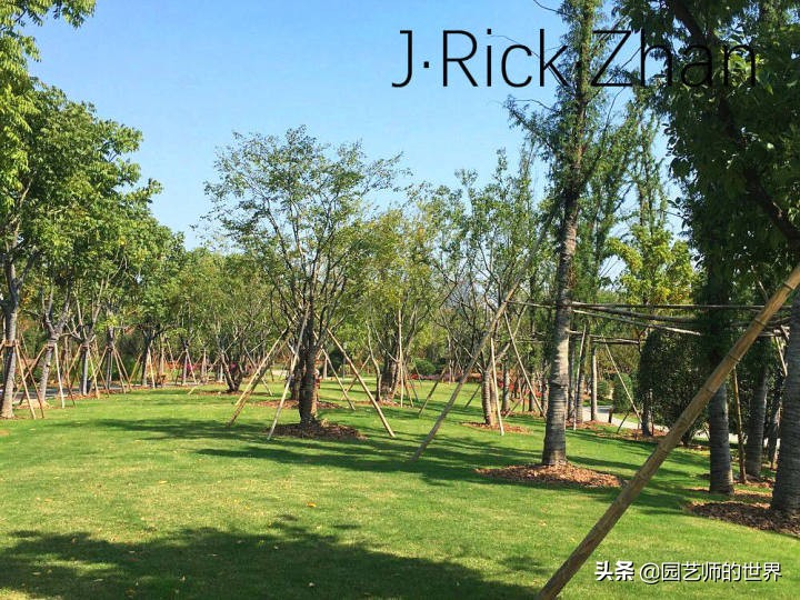 怎么种植草坪不长杂草,如何养好草坪