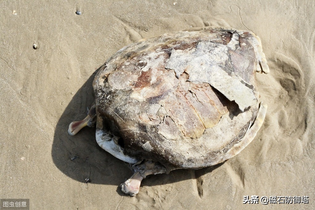 千年王八万年龟，它因何长寿，在华夏文明中又有什么样的地位呢？