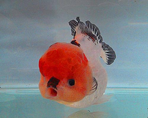 新手养金鱼哪种金鱼最好养,金鱼种类和饲养难度