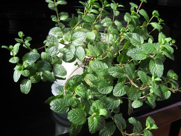 秋天蚊子多如何驱赶和消灭,薄荷小苗怎么养