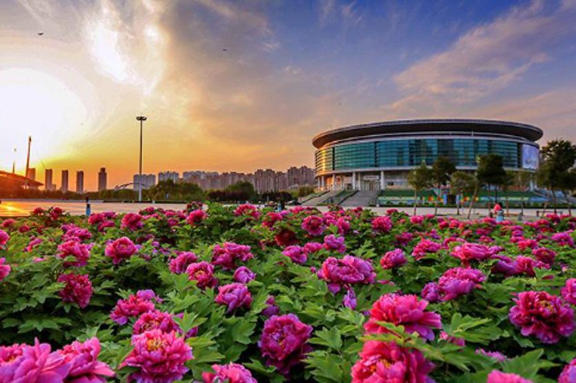 石缝牡丹,石缝中长出来的花