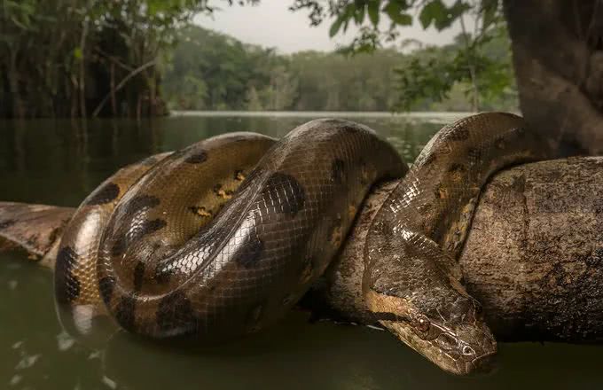世界上巨无霸的巨蛇是什么,世界上40斤的巨蛇