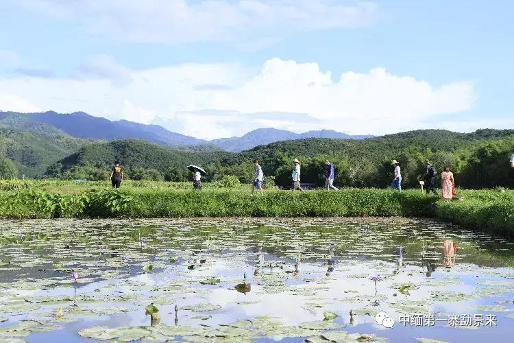 泰国顶级睡莲博士Dr.Nopchai版纳行，被勐景来圈粉