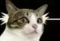 福懋动物医院香港路分院,福懋动物诊所猫咪疫苗