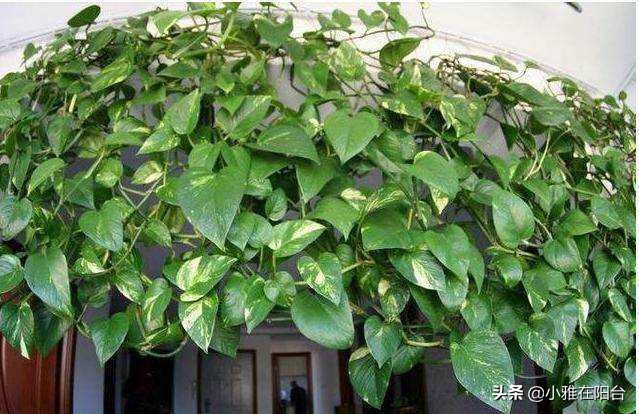 绿萝叶片发黑，喷一点这，30天绿回来，叶片多又大、油绿发亮！