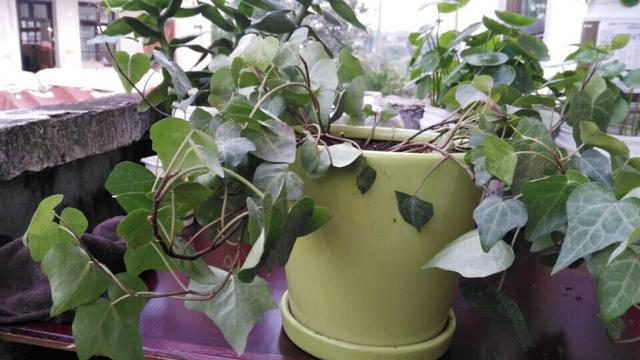 室内适合养这6种花草,9种高级绿植