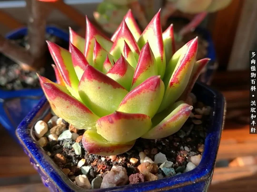 多肉的四季轮回,四季轮回多肉