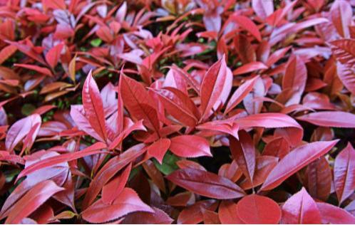 红叶石楠适合坟地栽培吗图片,红叶石楠盆景的栽培技术