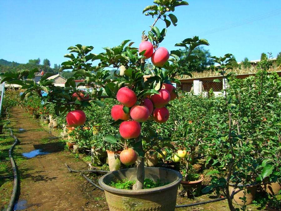 黄皮果树盆栽的养护方法,果树盆栽用什么好养根