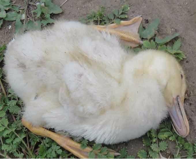 鹅拉白色粪流鼻涕怎么治疗,鹅喉咙有呼噜声怎么治疗