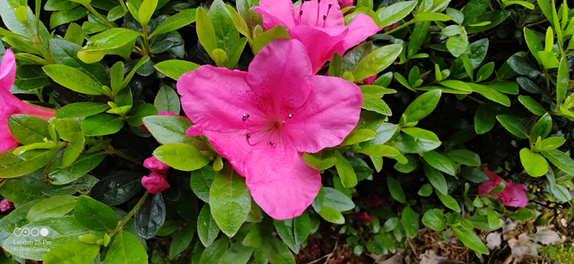 24小时深入体验联想Z6Pro评测，给小米9和iQOO下战书！