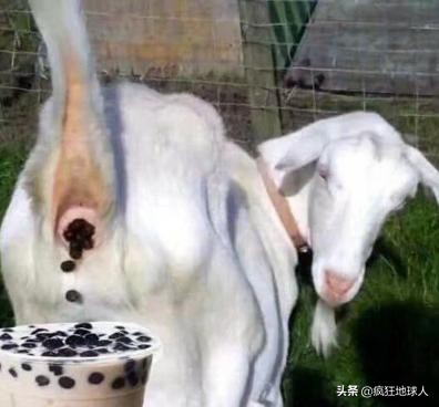 那些让你笑出眼泪的搞笑图片,50张搞笑图片总有一张能逗笑你