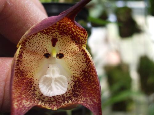 只生长在*疆新**和*藏西**的植物,拍卖价高达几十万,国家已经禁止采挖