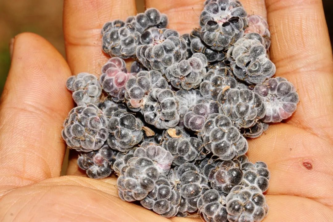 云南人最认同的本地食材,外省人来云南没有见过的菜