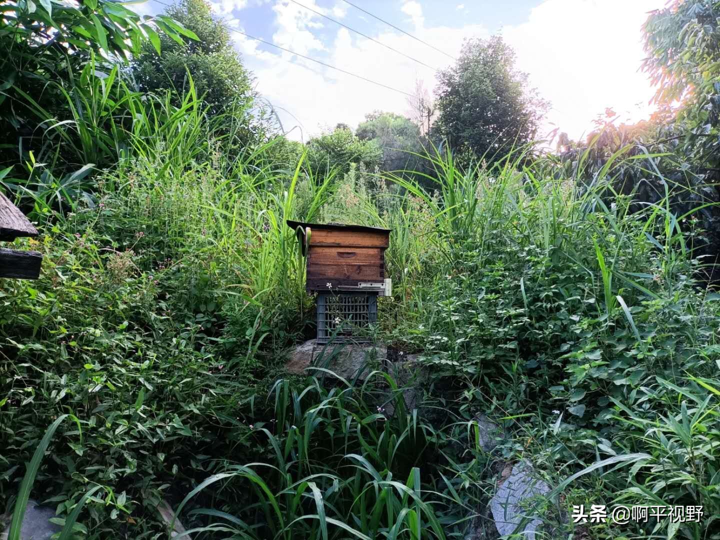 蜜蜂养殖管理与生产大全,2021年蜜蜂秋季养殖问题