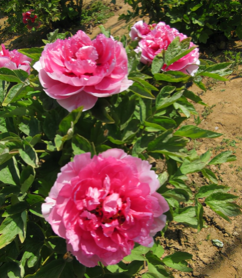 牡丹的盆栽栽培技术与管理,又到牡丹盛开时节