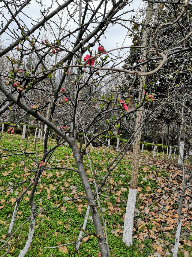 疫情时期的奇怪现象,疫情期间奇怪天气现象