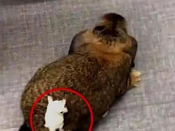 兔子屁股上是绿的怎么回事,兔子屁股掉一坨肉出来咋回事