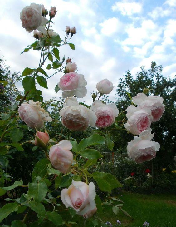 李子柒的院子都种的啥,李子柒推荐的三种花