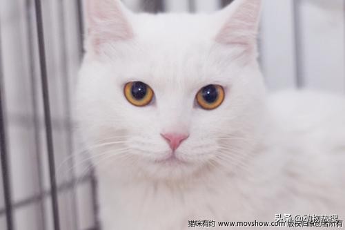 英国短毛猫有哪几种品种,你见过这样的英国短毛猫吗