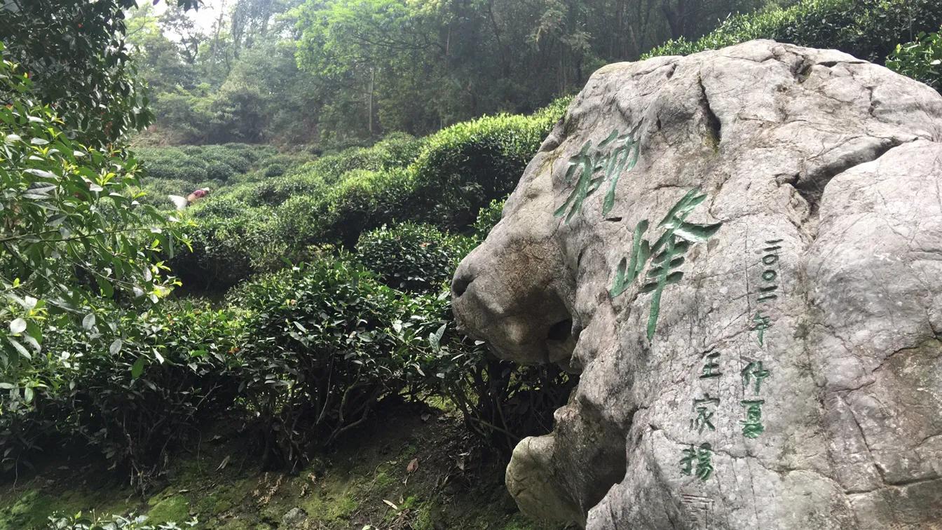 如何挑选西湖龙井茶,西湖龙井茶多少一斤