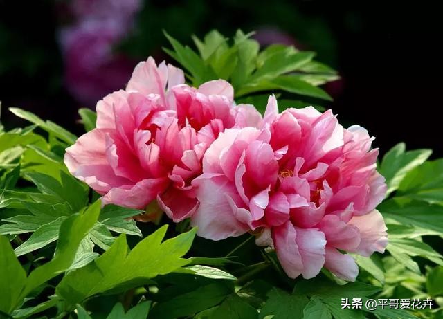 家里的牡丹叶片萎蔫？这“4个方面”不可忽视，现在知道还不晚