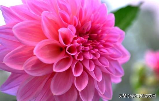 记住“四喜四怕”，养好大丽花