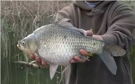 冬天串钩钓鲫鱼用什么钩最好,串钩冬天钓大鲤鱼