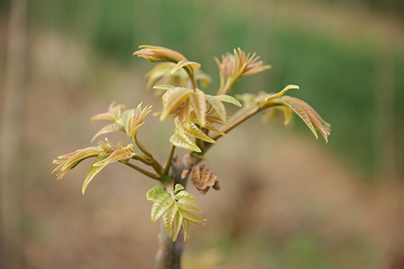 香椿的诗,写香椿的诗