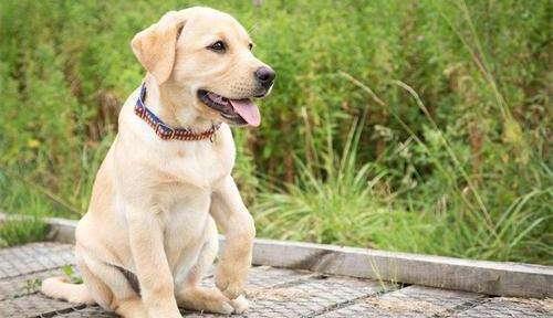 狗狗身体求救表现,狗狗的六大求救信号