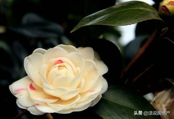 养好花六大关键十年养花经验总结,各种花卉养花技巧知识大全合集