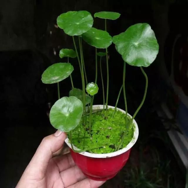 水培的花里面有青苔好么,水培绿植长青苔怎么解决