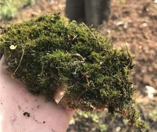 养花最好的颗粒土,碎砖养花的正确方法