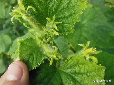 黄瓜栽后两星期花打顶怎么回事,黄瓜的整枝打顶打杈完整的视频