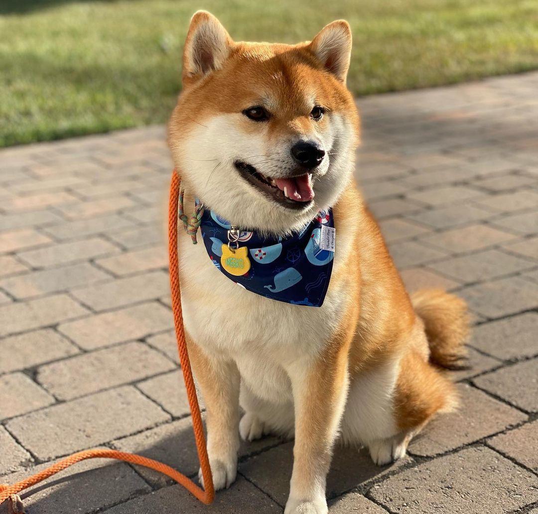 柴犬价格揭秘你买的柴犬值吗,如何区分真柴犬和假柴犬