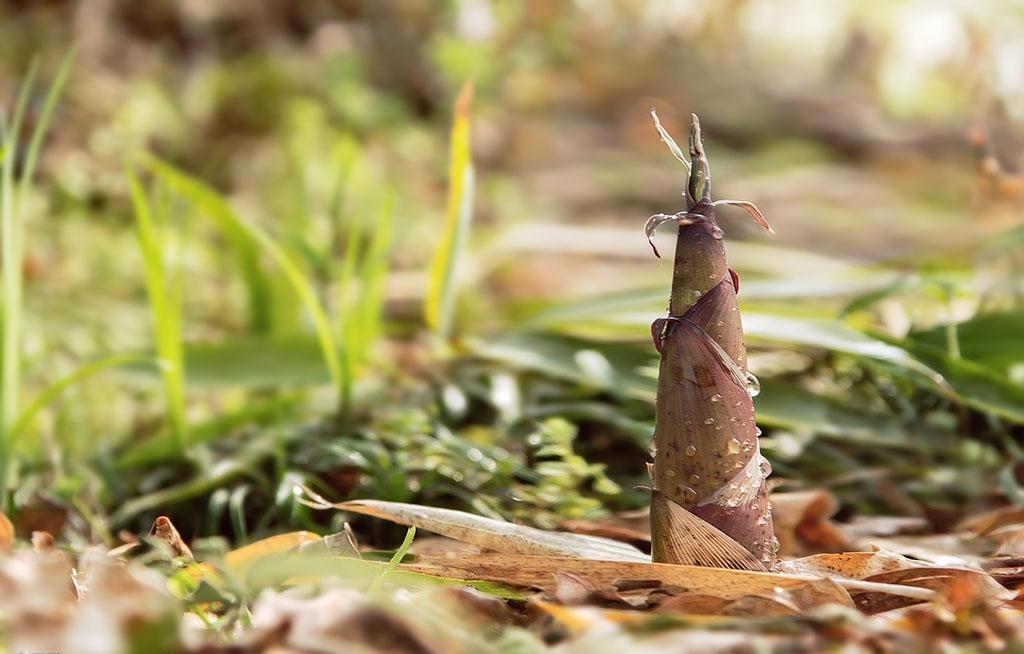 春笋的正确焯水不涩口,怎样去除春笋的苦涩味道