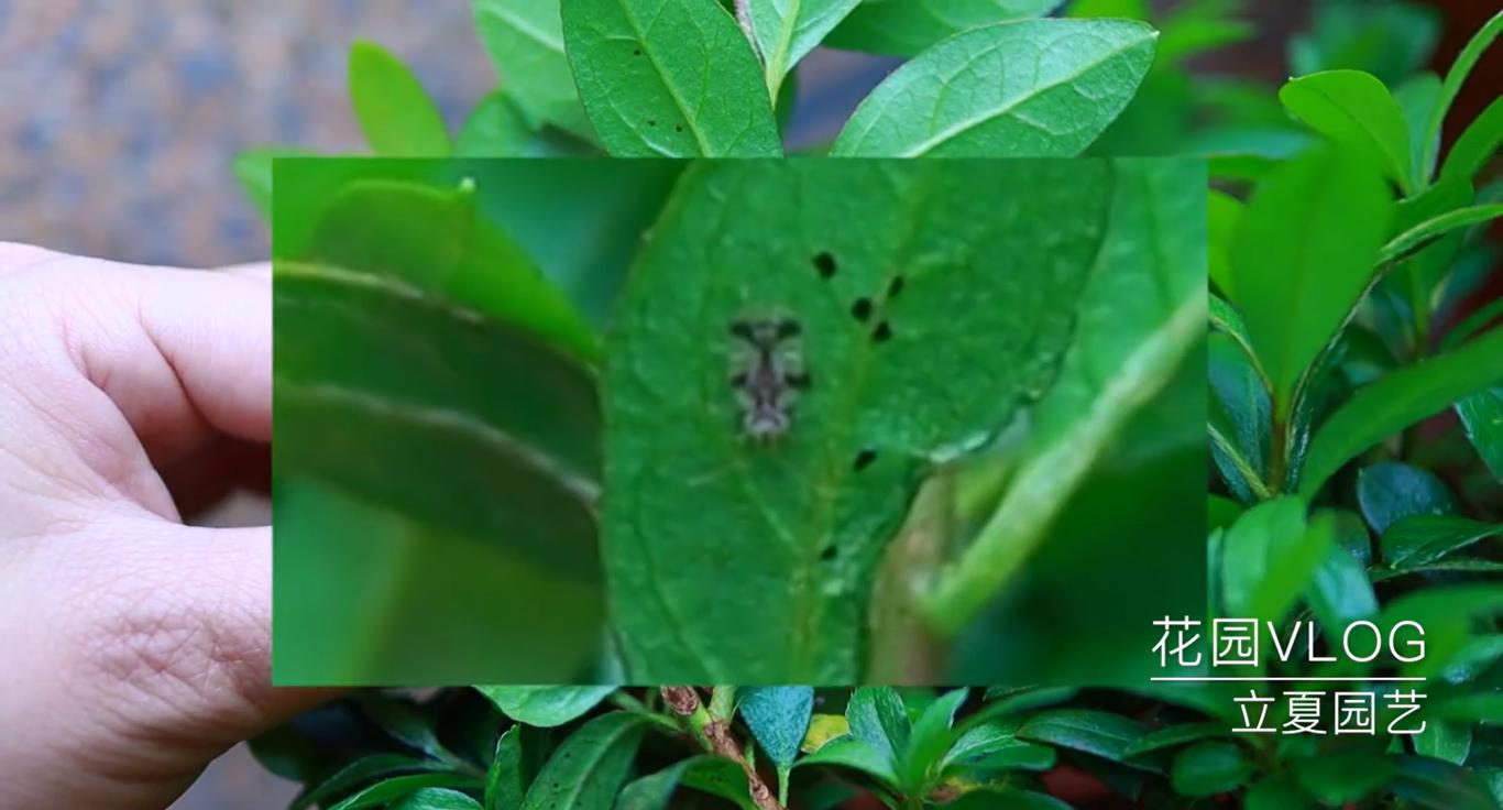 杜鹃花叶子上有黄点怎么办,杜鹃花叶片斑点怎么防治