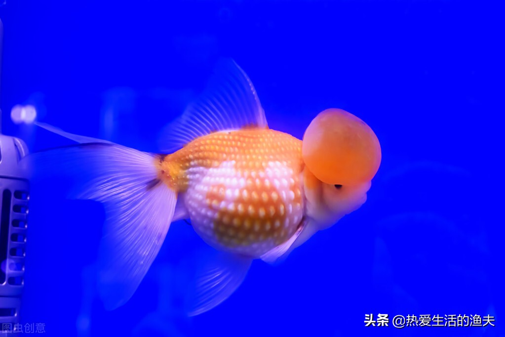 母金鱼产卵前有什么征兆,金鱼产卵在鱼缸怎么孵化