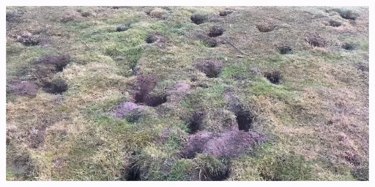 澳洲野兔泛滥成灾上演人兔大战,野兔在澳洲泛滥成灾多久了