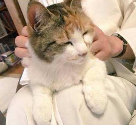 挑选健康猫咪,如何挑选一只粘人又听话的小猫咪