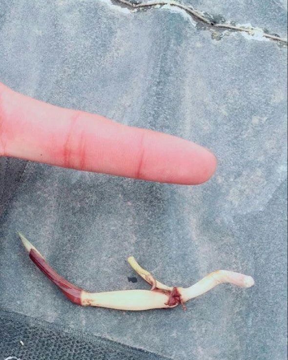 碗莲莲子种植方法全过程,用莲子种植碗莲