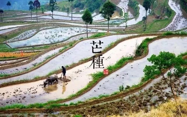 24节气适合喝什么茶,一年最热的节气宜喝什么茶