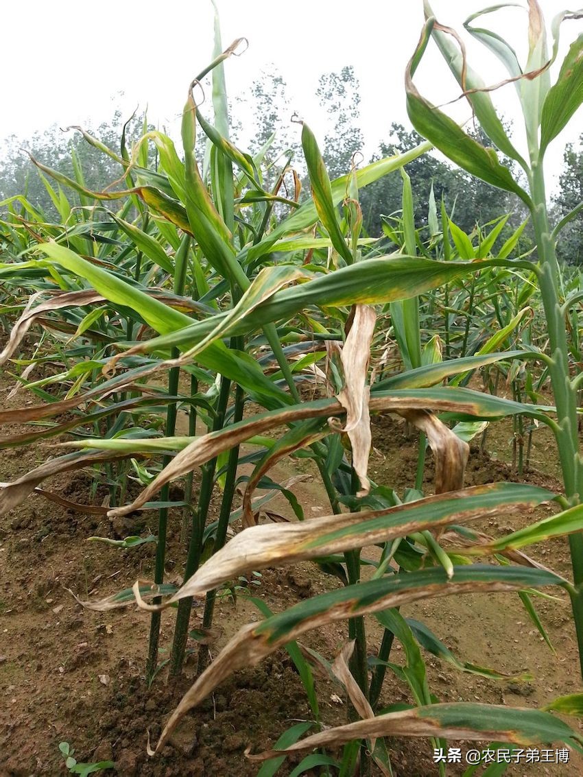 大姜立枯病的症状原因及防治方法,大姜预防死棵的最佳时间