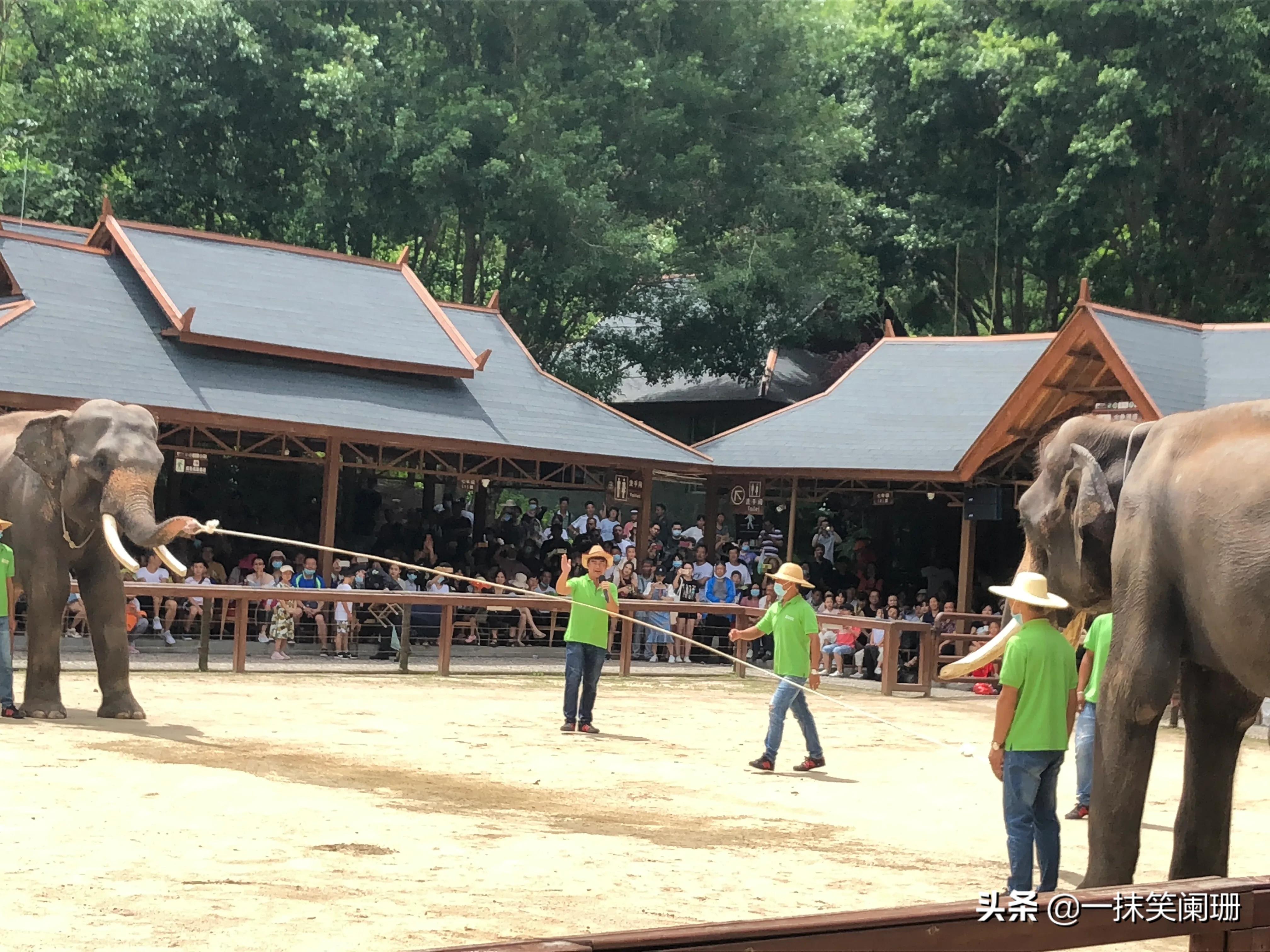 西双版纳野象谷大象打架,西双版纳野象谷大象表演什么项目