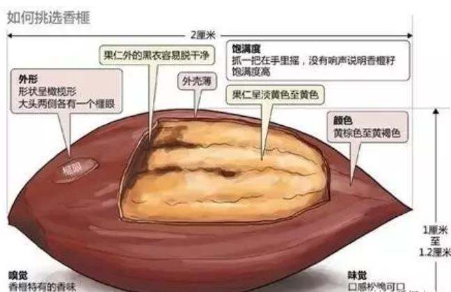 香榧和巴旦木营养价值,香榧的营养价值是什么意思