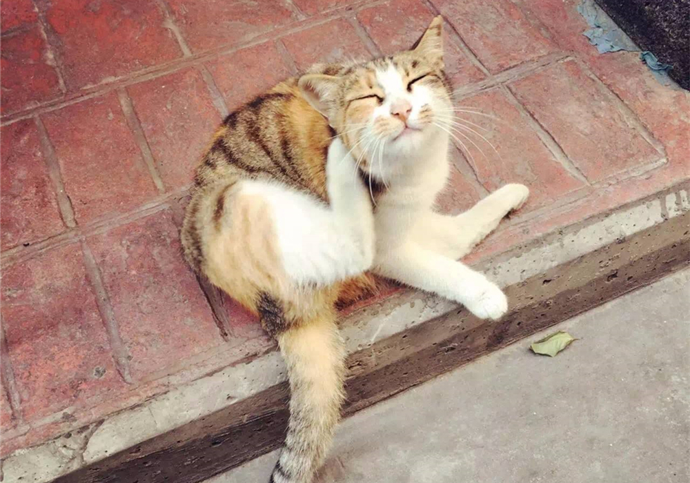 被猫抓伤确诊猫抓病,被猫咪抓了会得猫瘟吗