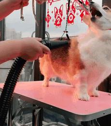 用吹风机吹小狗,狗狗吹风机大风力