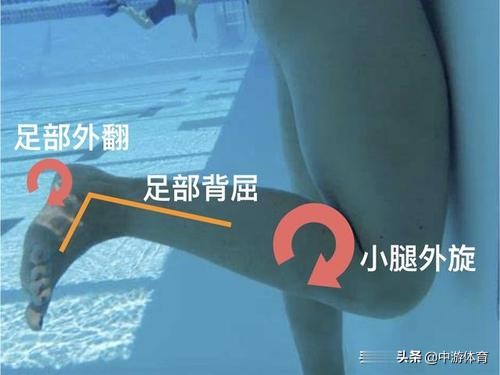 中游体育蛙泳前伸视频全集,中游体育蛙泳腿部翻脚诀窍