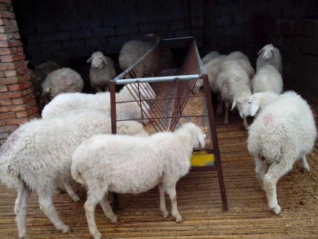 养羊降低成本的最好方法,怎样养羊能使羊的肉质好