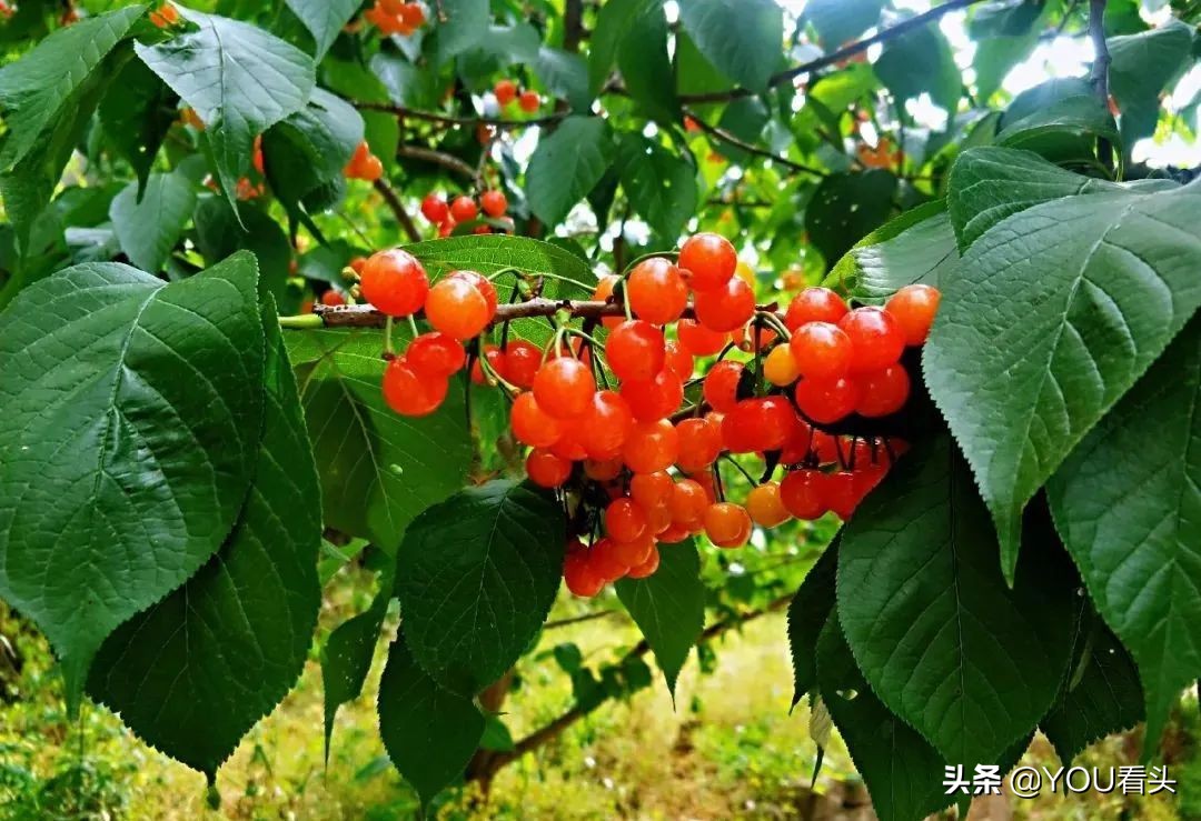 成都市恩桃儿,恩桃成都